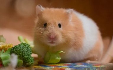 比特币钱包更新
